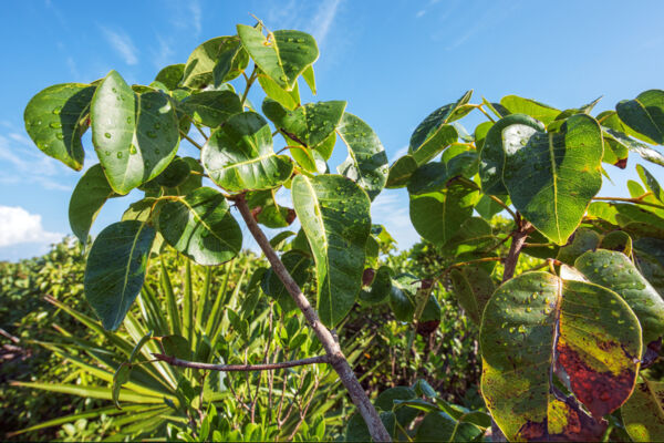 Leaves from the coral sumac (poisonwood)