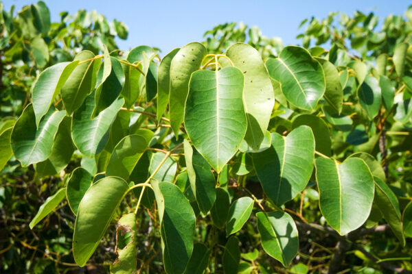 Close-up of the leaves from the poisonous Coral Sumac tree