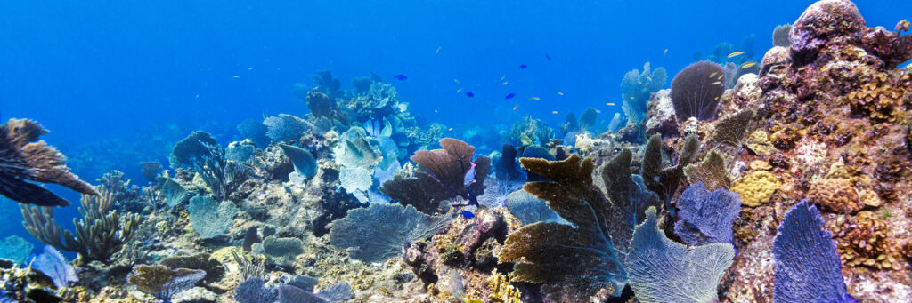 The barrier reef off of Wheeland on Providenciales.