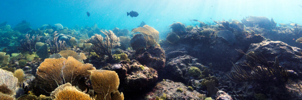 Barrier reef in the Turks and Caicos