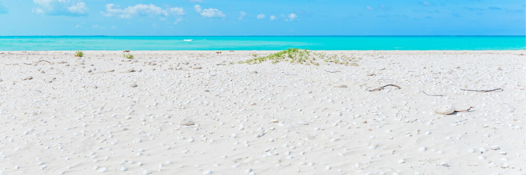 Sea shells on the beach at Fort George Cay