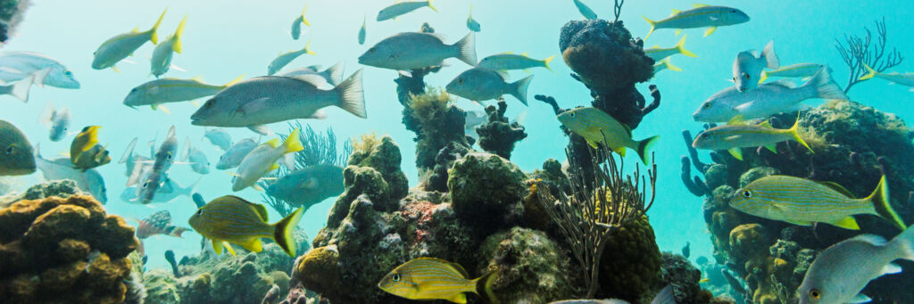 Yellowtail and grey snapper fish at the Bight Reef on Providenciales in the Turks and Caicos.