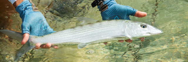 Small bonefish.