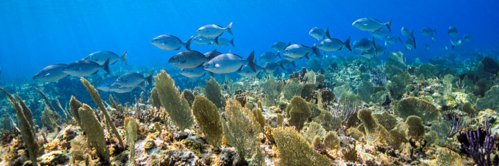 Chub fish and yellow sea fans at the barrier reef at Sellar's Cut