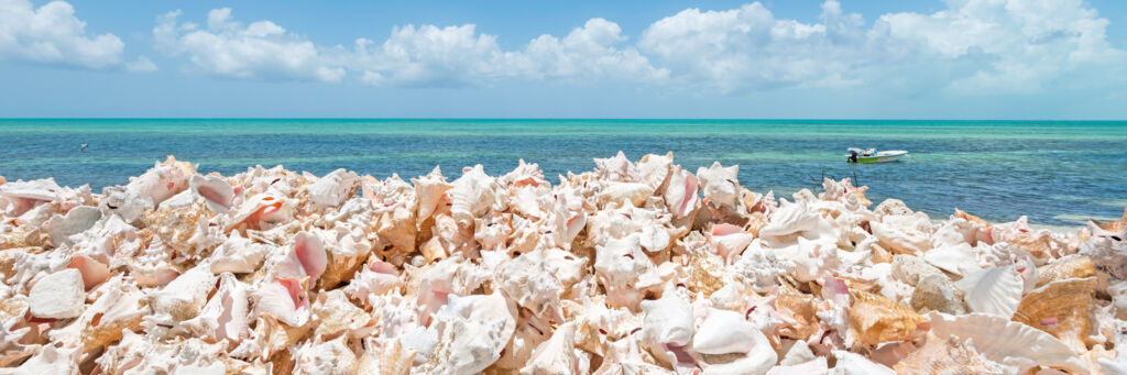 Pile of discarded queen conch shells at Blue Hills on Providenciales 