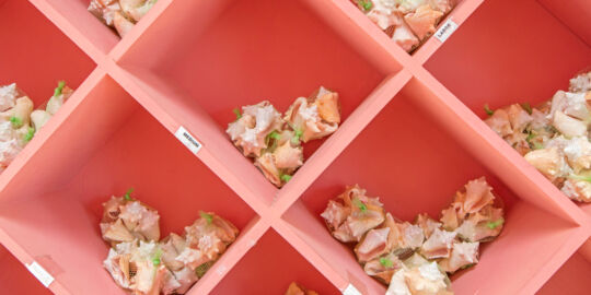 Partitioned pink shelves with conch shells for sale