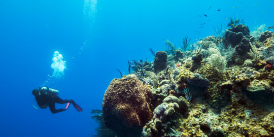 Scuba diver at the wall on French Cay with coral and sea sponges