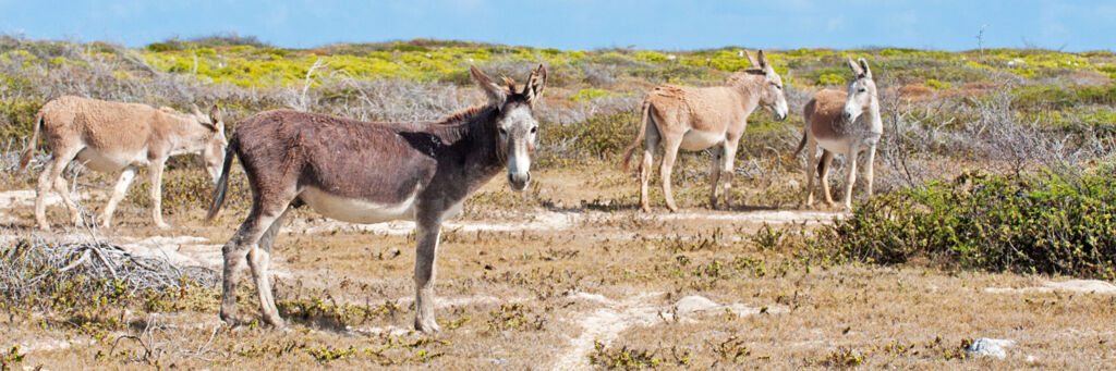 Donkeys in the low coastal vegetation at South Wells on Salt Cay