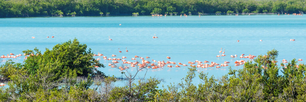 Hundreds of pink flamingos in a pond on North Caicos.