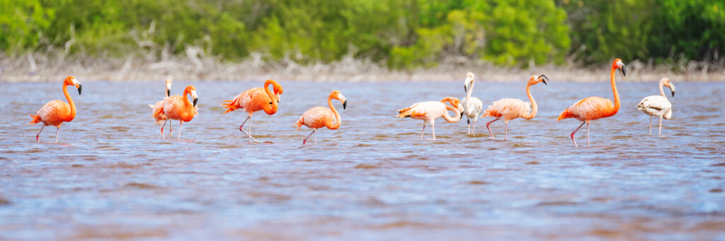 Caribbean flamingos in the Turks and Caicos