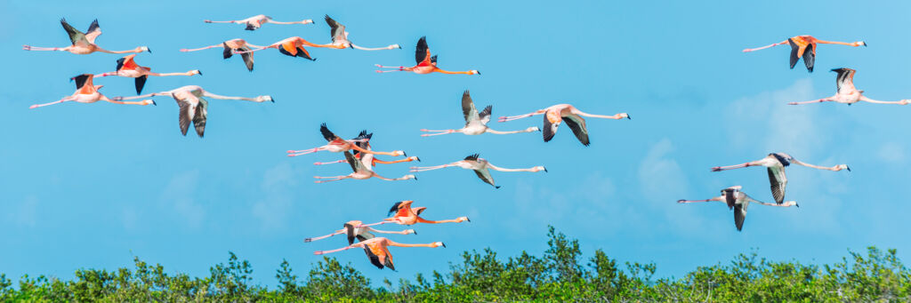 American flamingos at Middle Caicos in the Turks and Caicos