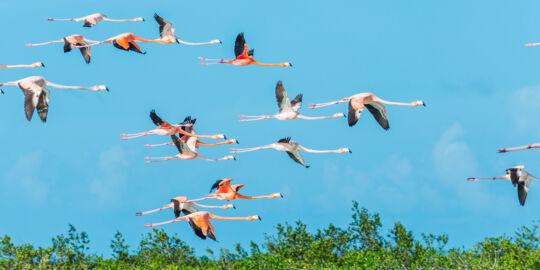 American flamingos at Middle Caicos in the Turks and Caicos