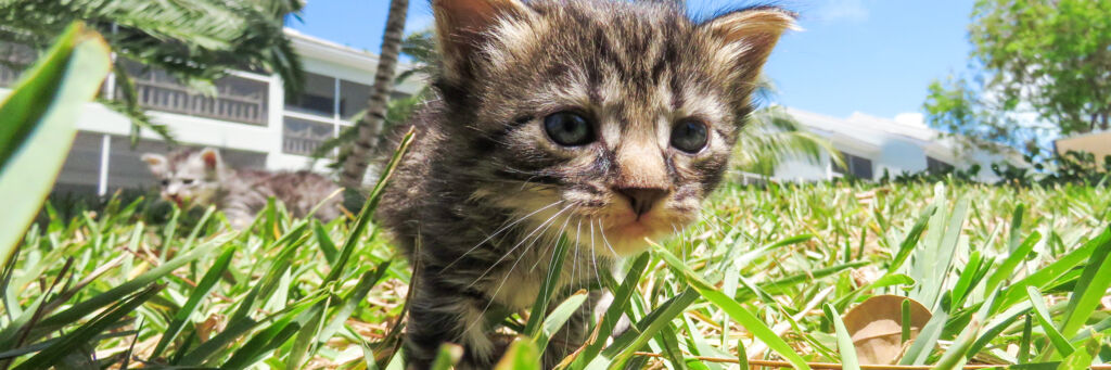 Rescue kitten at TCSPCA