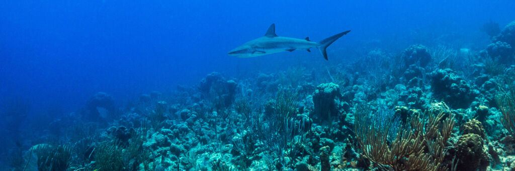 Grey reef shark gliding over the Providenciales barrier reef and wall
