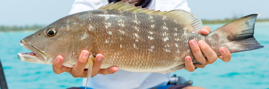 Grey snapper in the Turks and Caicos