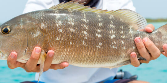 Grey snapper in the Turks and Caicos