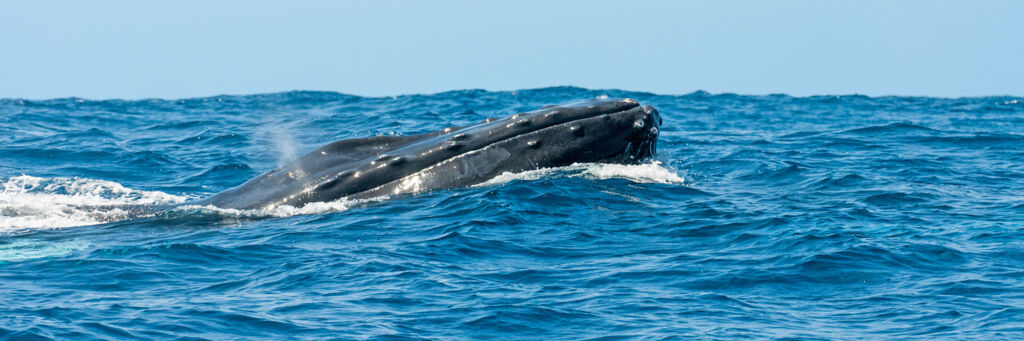 A humpback whale breaching the water off Salt Cay.