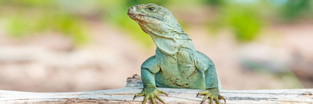 Turks and Caicos Islands Rock Iguana on a log