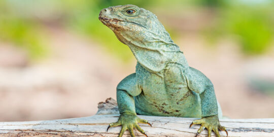 Turks and Caicos Islands Rock Iguana on a log