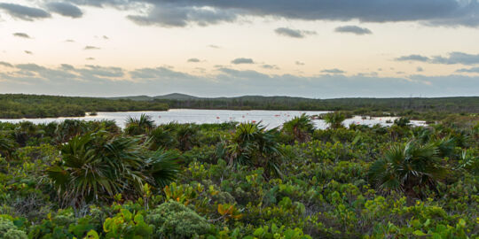 Flamingo Pond on the northwest side of East Caicos