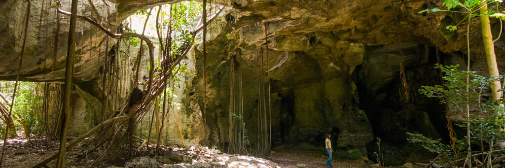 The Indian Cave cavern on Middle Caicos, with large tree roots and light shining through.