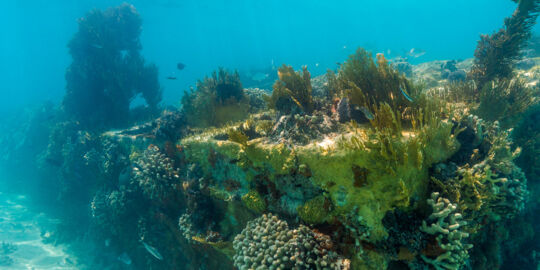 Landing craft wreck covered in intricate coral in the Caicos Banks