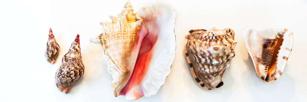 Large Turks and Caicos shells