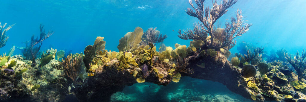 Coral arch and yellow sea fans at a snorkeling site on the Turks and Caicos barrier reef