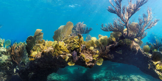 Coral arch and yellow sea fans at a snorkeling site on the Turks and Caicos barrier reef