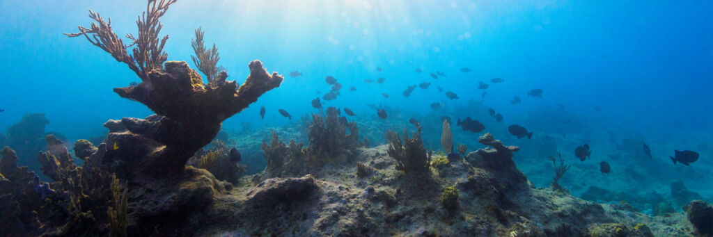 Elkhorn coral at Leeward Reef in the Turks and Caicos