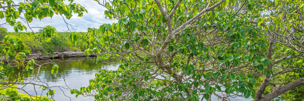 Karst-process limestone water lens pond and manchineel tree on Middle Caicos