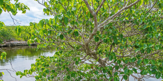 Karst-process limestone water lens pond and manchineel tree on Middle Caicos
