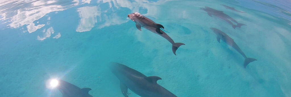 Dolphins in the Turks and Caicos