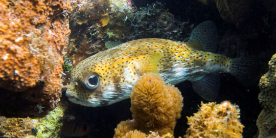 Porcupinefish at a reef at Babalua Beach