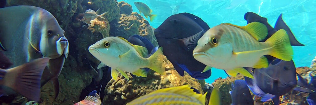 Fish on a reef in the Caicos Banks.