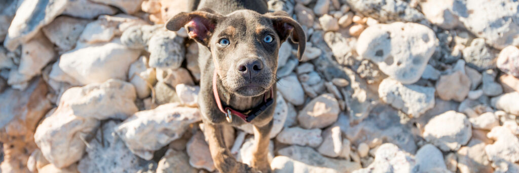 Potcake puppy at the ocean