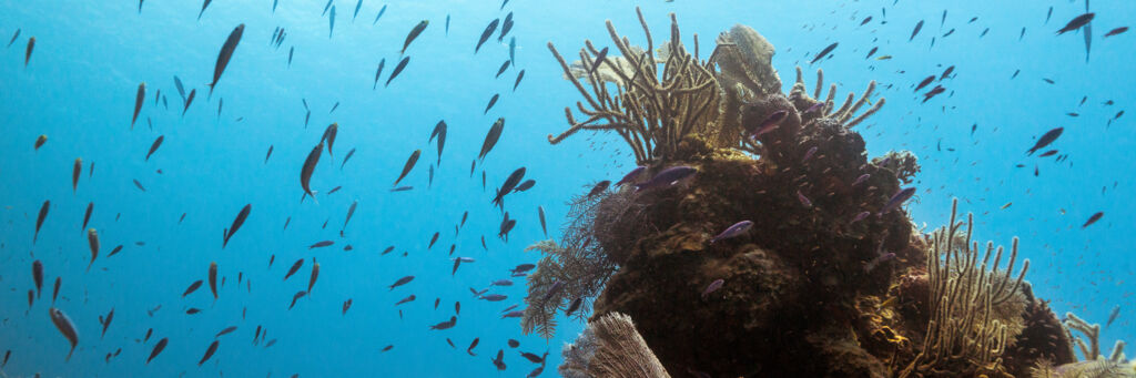 Large school of wrasse fish swimming around a reef on Salt Cay.