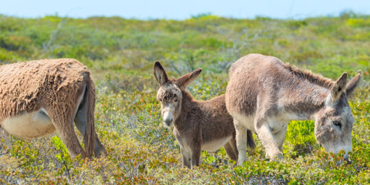 Family of Salt Cay donkeys at South District