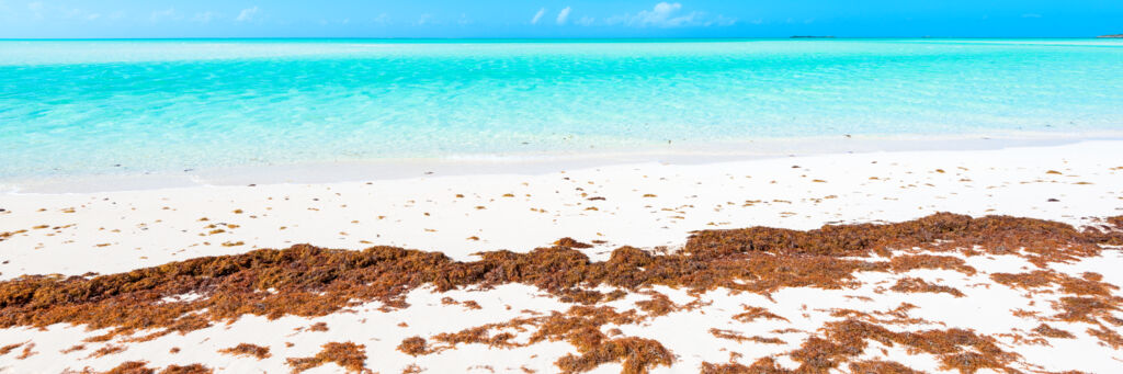 Small amounts of sargassum on a beach in Turks and Caicos