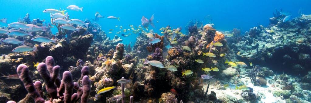 Colorful reef fish at the Bight Reef and Coral Gardens in the Turks and Caicos