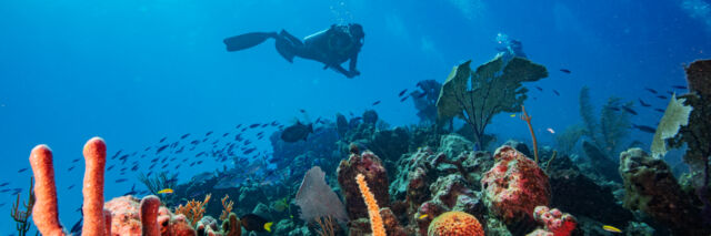 Vibrant corals and scuba diver at Turks and Caicos barrier reef.