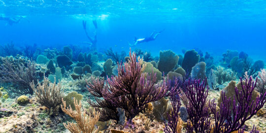 Snorkeling at Malcolm's Road Beach in the Turks and Caicos