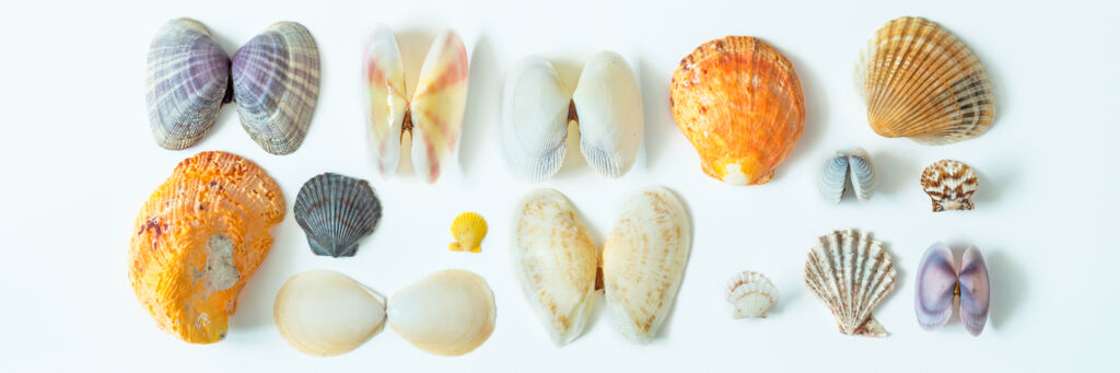 Bivalve seashells from the Turks and Caicos