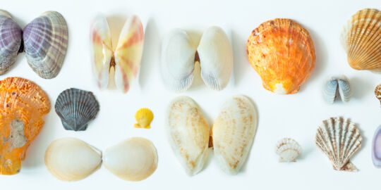 Bivalve seashells from the Turks and Caicos