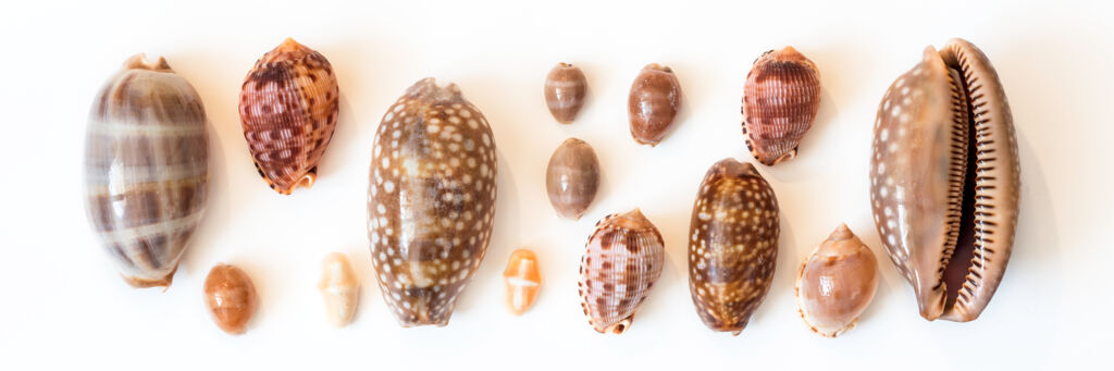 Cowrie seashells from the Turks and Caicos