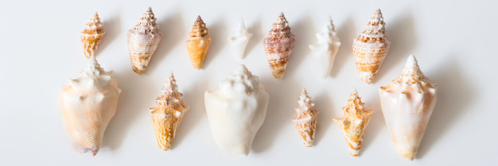 Small conch shells from the Turks and Caicos