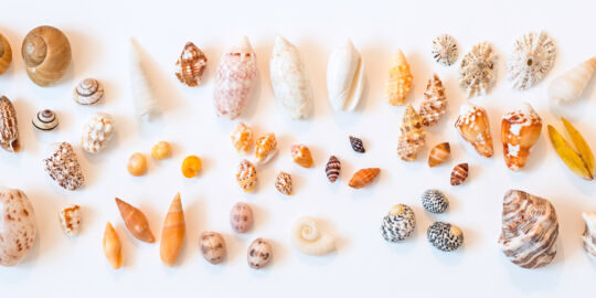 A collection of small seashells from the Turks and Caicos