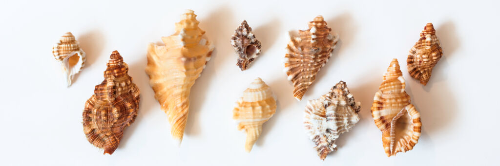 Triton and murex seashells from the Turks and Caicos