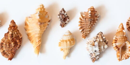 Triton and murex seashells from the Turks and Caicos