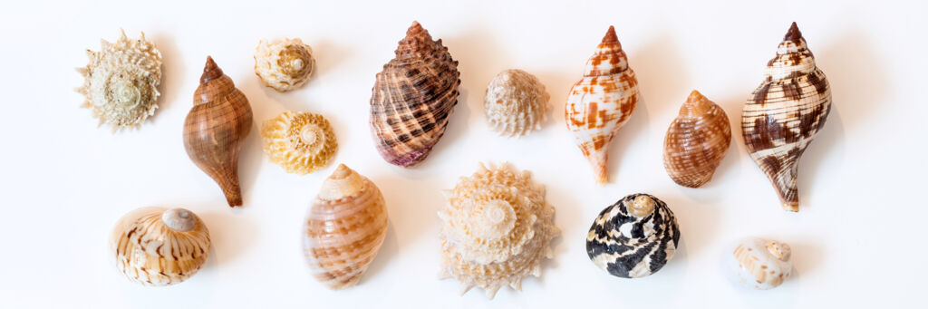 Tulip, tun, and star shells from the Turks and Caicos